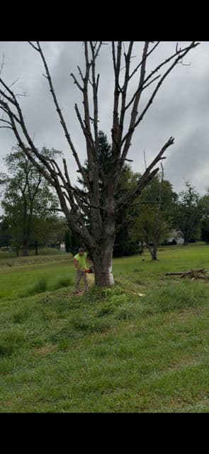 Safe Tree Removal Services in Hillsborough NJ image